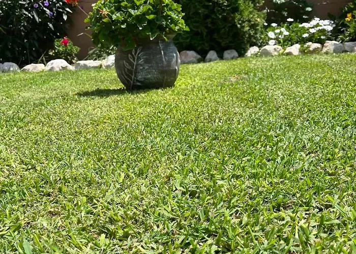 Alexander * 弗拉斯纳